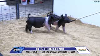 EN 35 10 Hilty Show Pigs August 5th Sale   30 July 2024   08 56 44 AM