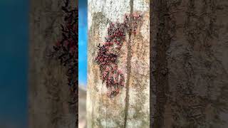 প্রকৃতির রহস্য: গাছ ভর্তি অজানা লাল পোকা।  🐞 (Nature's Wonders)