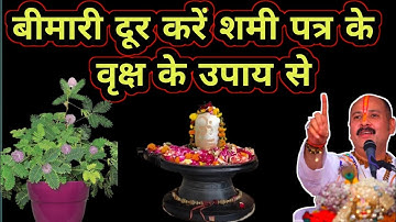 बीमारी दूर करें शमी पत्र के वृक्ष के उपाय से||प्रदीप मिश्रा जी के उपाय