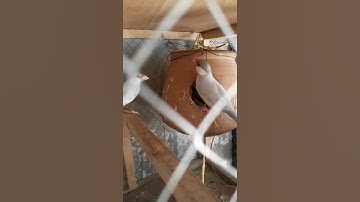 java sparrows nests #java #birds #viral #trending #shorts #short #shortvideo #subscribe