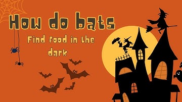 How do bats find food in the dark