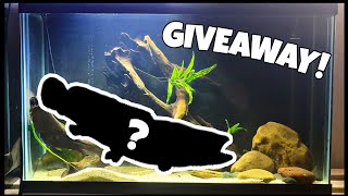 LIVE FISH UNBOXING! New Native Fish from Living Artwork! (FISH GIVEAWAY!)