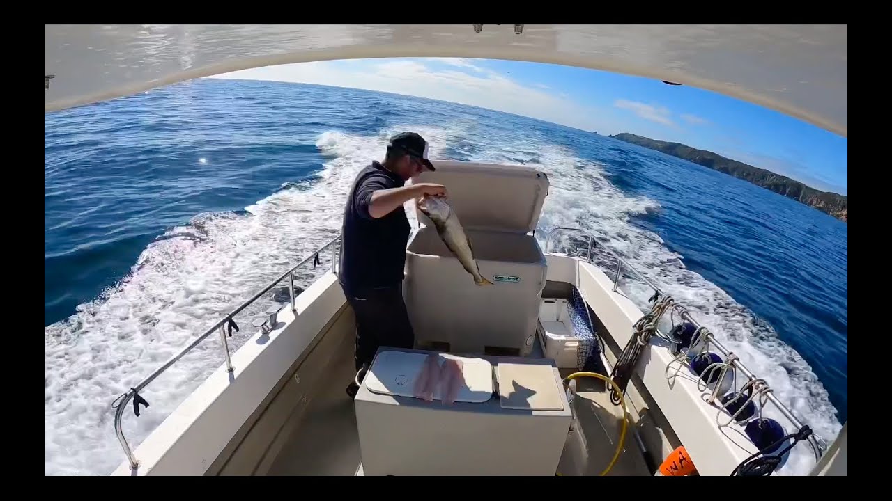 Filleting Fish 🎣 Feeding Seagulls    