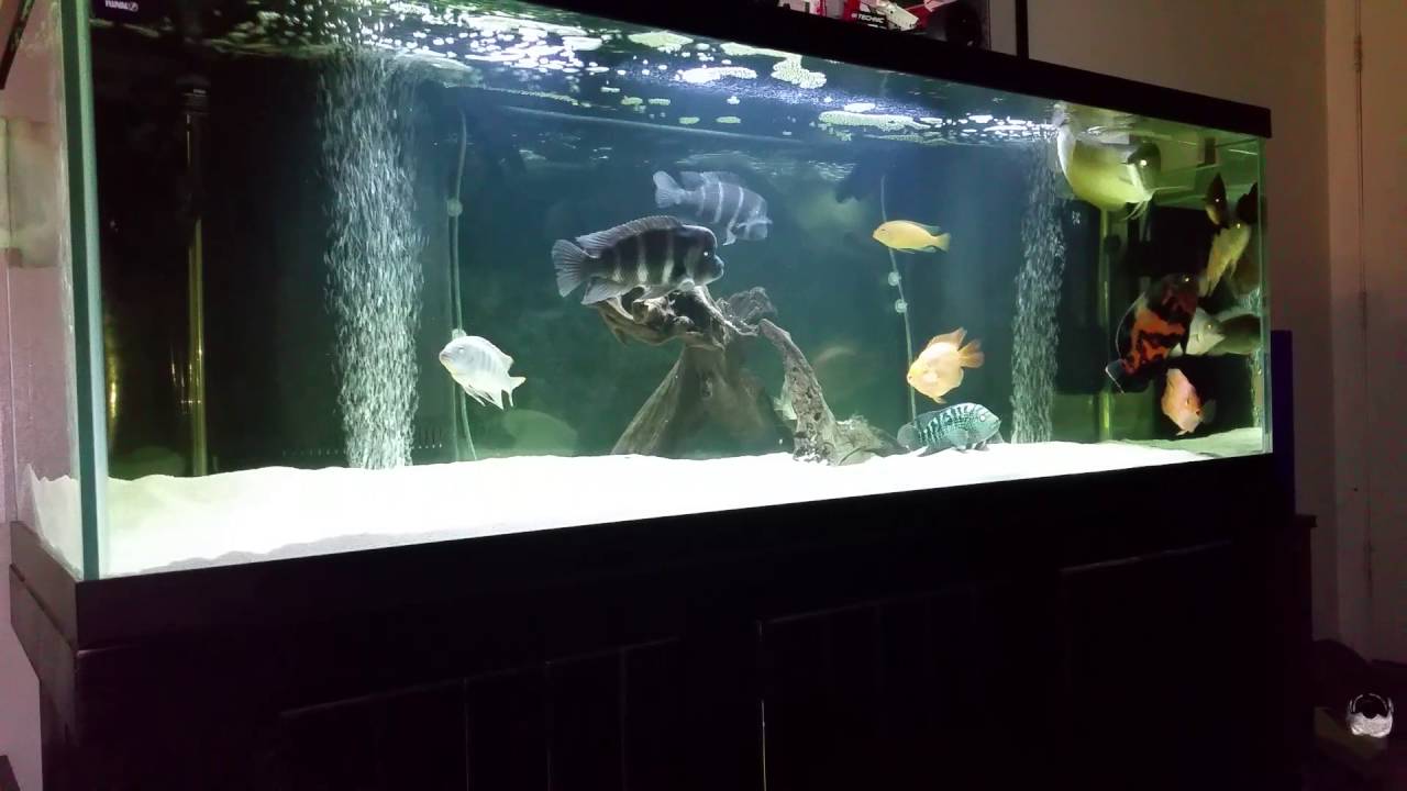 Arowana and tank mates - YouTube