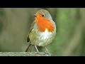 Bird Sounds : Robin Birds Singing & Chirping - Beautiful 8 Hour video