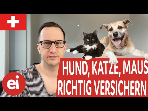 Video: Ist Haustierversicherung es wert?