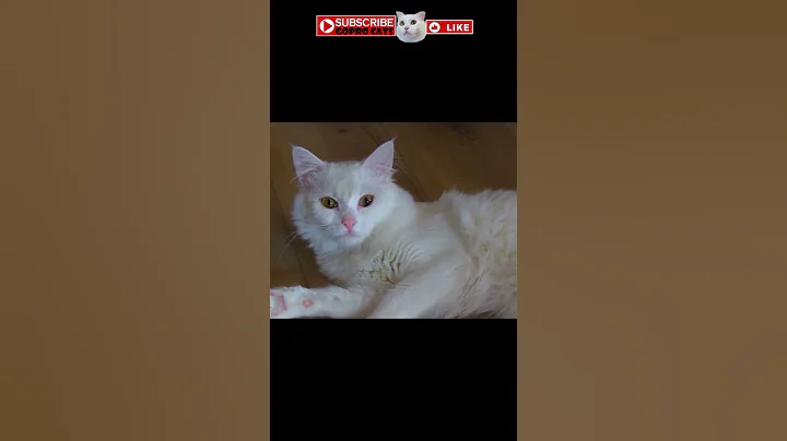 Video 2309601: coon turkish angora manx, turkish angora manx cat, cornish rex manx cat, angora manx cat munchkin, rex manx cat american, american bobtail siamese cat, curl american bobtail siamese, maine coon turkish angora, lovely white cat