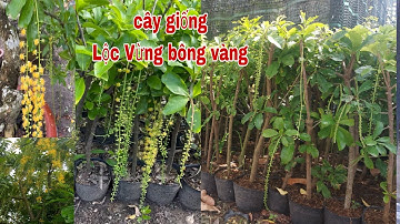 cây giống lộc vừng bông vàng "0979309131" Cây Kiểng Quốc Cung