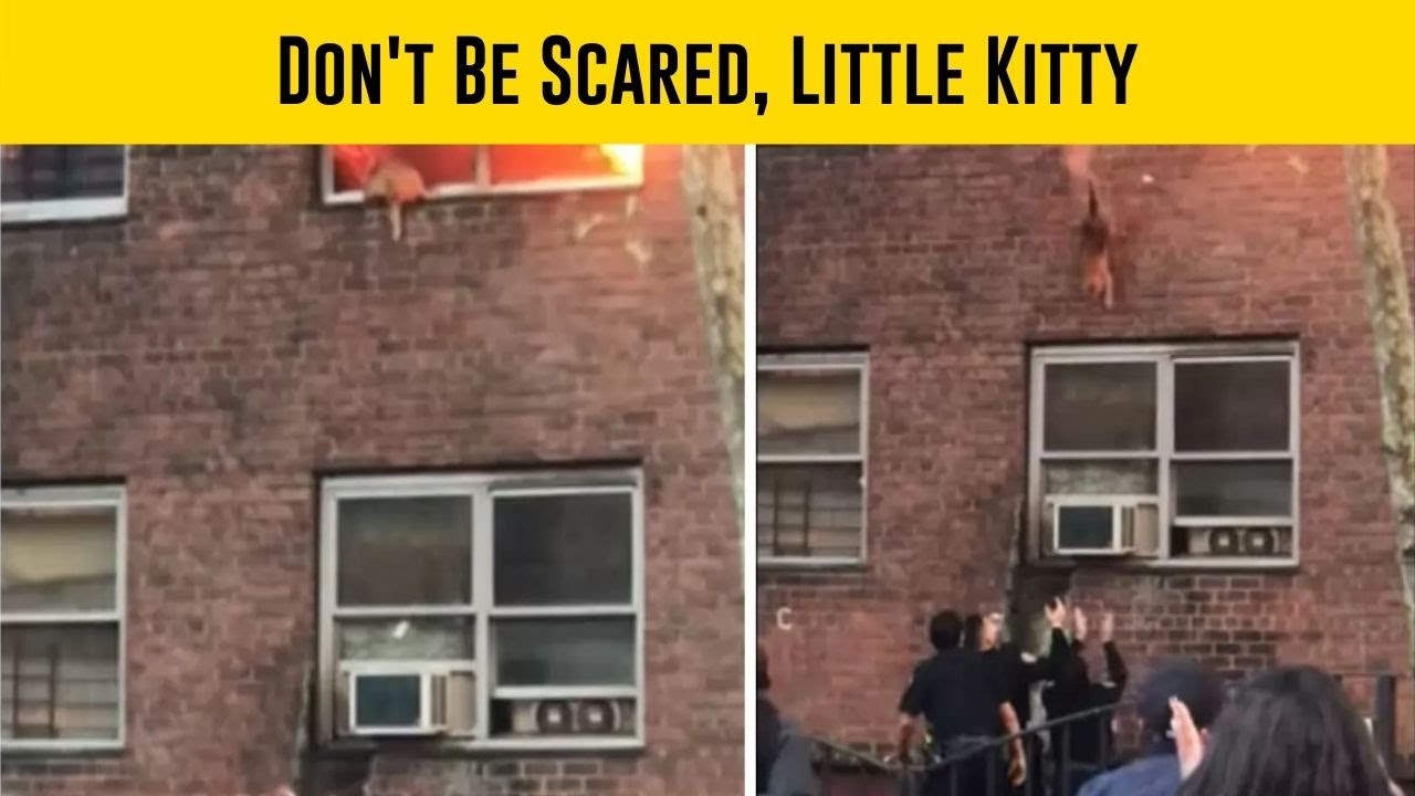 A Brave Cat Jump Away From A Burning Building