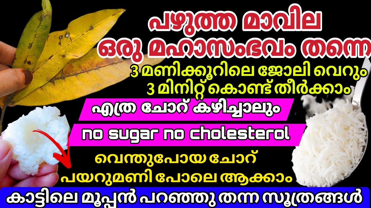 പഴുത്ത മാവില ഒരു മഹാസംഭവം തന്നെ | എത്ര വെന്തു പോയ ചോറ് ഇതുപോലെ ചെയ്യൂ 3 മണിക്കൂർവേണ്ട 3 മിനിറ്റ് മതി