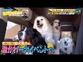 【合計250キロ】大型犬5匹とくらす一家のはちゃめちゃLIFEに密着！