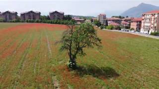 Campo di papaveri in Via Pasubio Rivoli