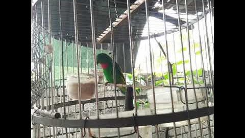 Burung serindit...
