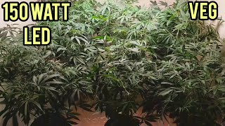 LED GROW LIGHT, AMAZING VEG RESULTS, 150 WATT MARS HYDRO LED