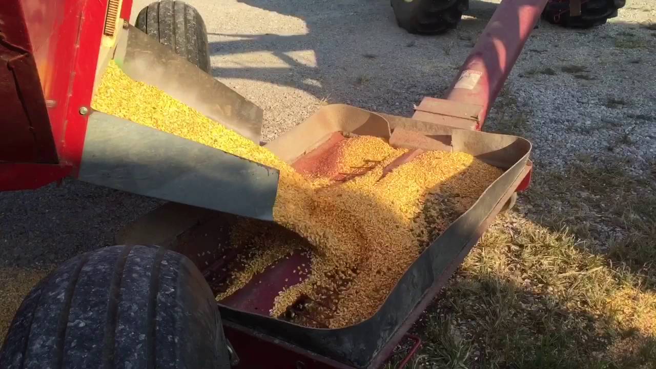 Shelling corn continues YouTube