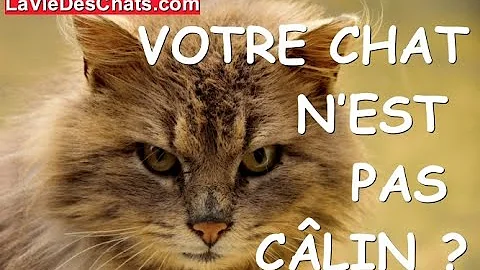 Est Ce Que Tous Les Chats Ronronnent