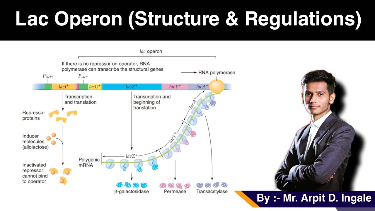Lac Operon in E Coli | Structure and regulations | Gene regulation in ...