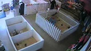 Woman steals cat from pet store