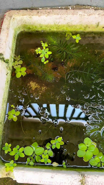 https://vt.tiktok.com/ZSSmaK5AH/ #cabaymau #guppy #channa #aquarium #caloc #caloccanh #calocvayrong