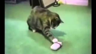 5529small animal funny video