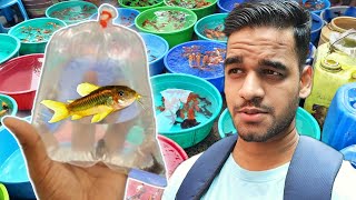 I Bought Some Amazing New Fish | SUNDAY VLOG by AQUATIC MEDIA 121,858 views 7 months ago 7 minutes, 32 seconds