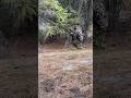Patrol