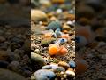 Este es el ciclo del salmon #animals #art #cute #animals