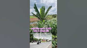 Mặt tiền quốc lộ N2 bán 2 công đất ở xã kiến bình tân thạnh long an #batdongsan #muabandatgiare