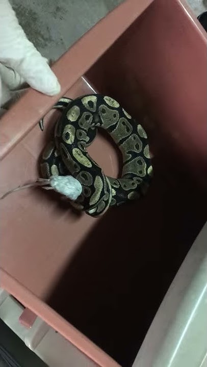 Ball python striking at a mouse - YouTube