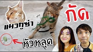 แมวสายโหด กัดงูหัวหลุด! // เปิดตัวแมวกูซ่า นักเลงประจำบ้าน!