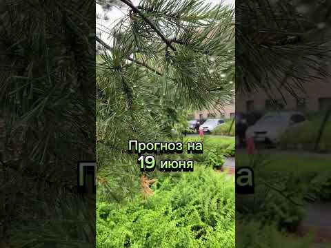 Прогноз на 19 июня 2025 года читайте в описании этого видео 💚