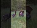 «В пустынном поле величественная походка индюка  редкое чудо природы🦃 #turkey#hunting#shortvideo#