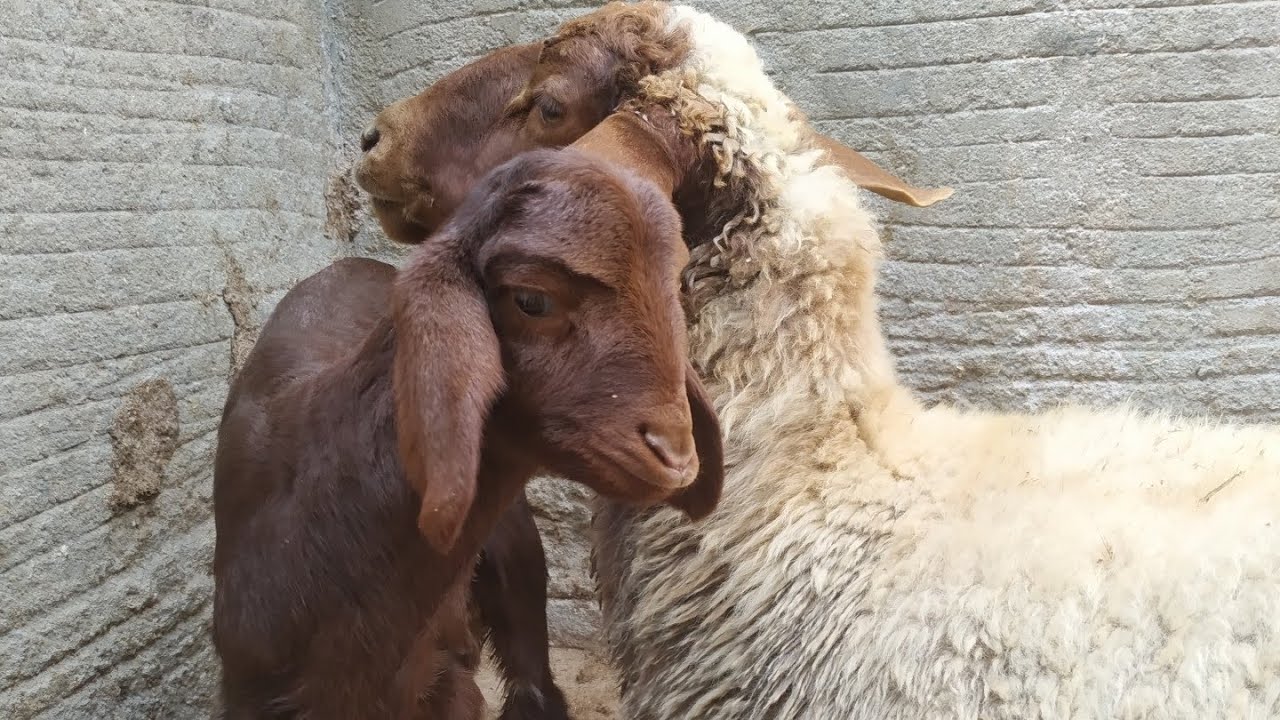البرغوث في المواليد خلال فصل الشتاء ..