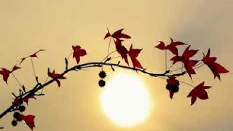 يوسف كالو سورة القلم