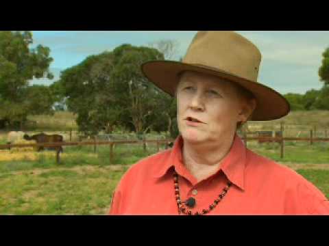 Vídeo: Australian Stock Horse Race De Raça Hipoal·lergènica, De Salut I De Vida