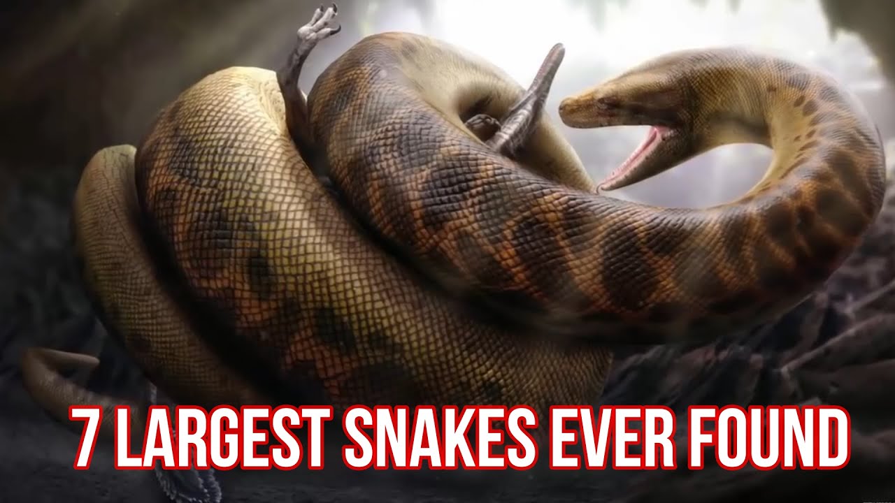 7 largest snakes ever found in history YouTube