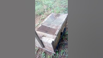 How to trap chicken predators