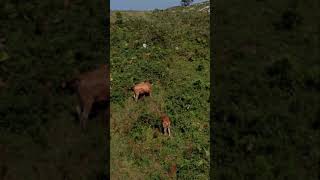 Impresionante este Dji Mini 2. Drone Asturias, montañas, río, vacas y mar. #Shorts