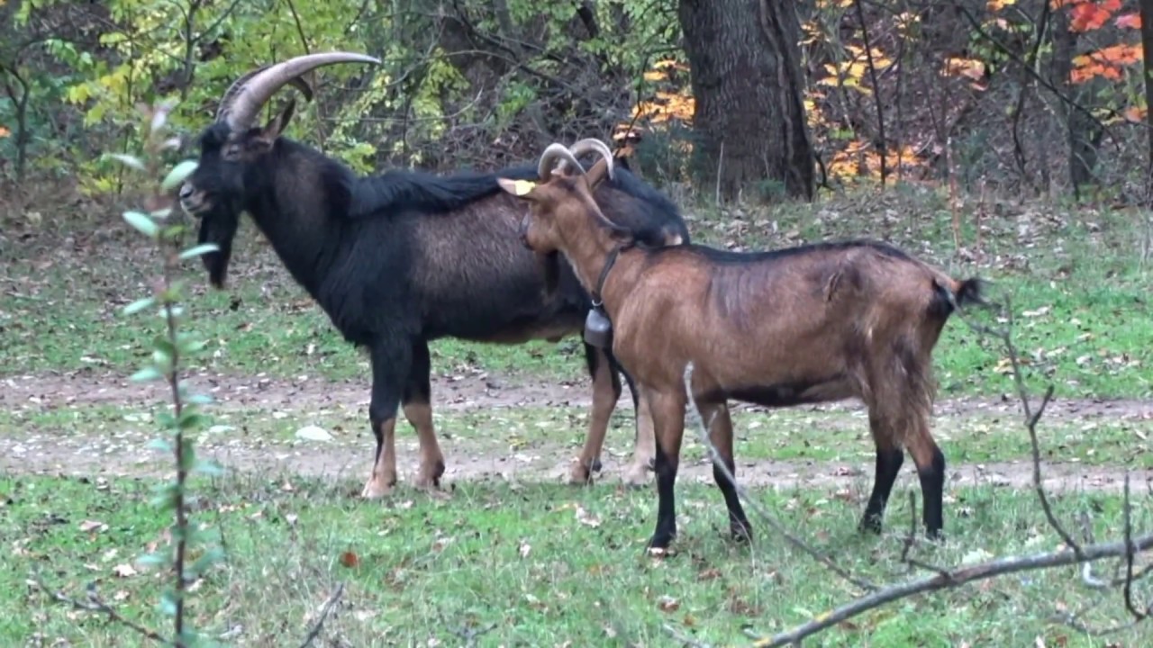 Duree de vie d un bouc