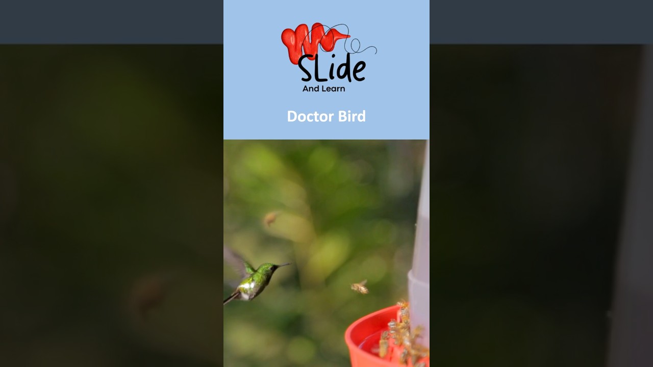 🇯🇲 Jamaica’s national bird is the Doctor Bird