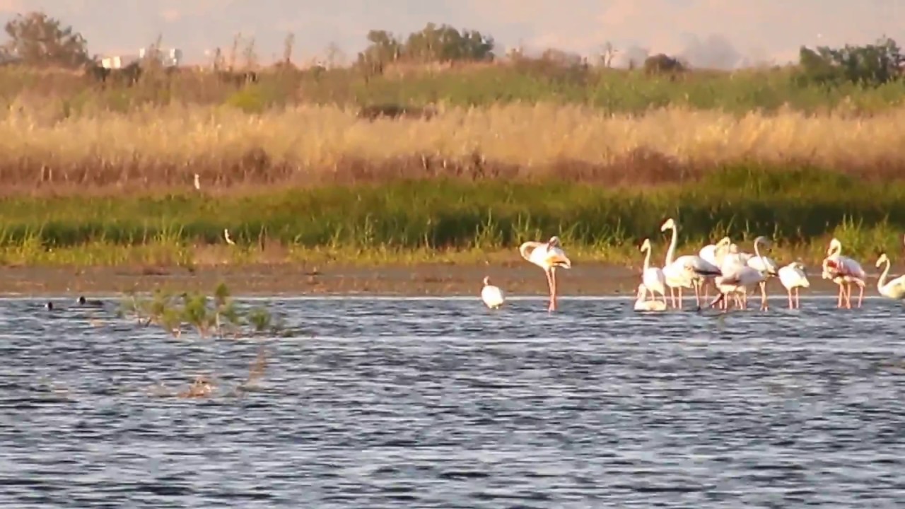 First record for Cyprus of Lesser flamingo (Phoenicopterus minor) at Kouklia dam