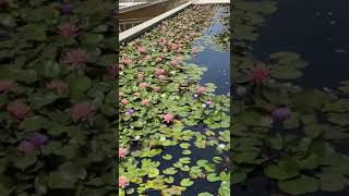 #лилии #цветы #природа #озеро #lilies #flowers #nature #lake #standwithisrael