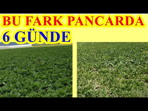 Video: Sofralık Pancar: Büyüme Ve Gelişme Koşulları, Pancar çeşitleri