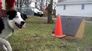 Flyball Box work