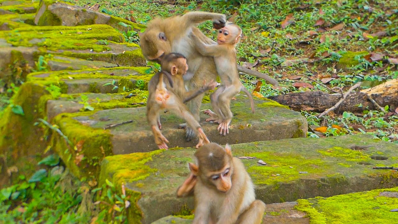 Kendra's attempt to snatch the rambutan in Rainbow's hands is amusing