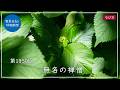 第1950回「無名の禅僧」2026/5/10【毎日の管長日記と呼吸瞑想】| 臨済宗円覚寺派管長 横田南嶺老師