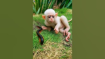 con rết khổng lồ này khiến con khỉ chạy bán sống bán chết?!