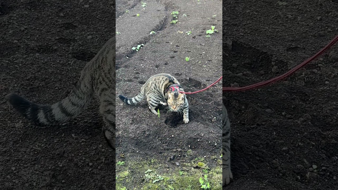 うちの畑でマーキングするトラジ。掘って掘って掘りまくるぞ #猫 #cat #癒し #shorts