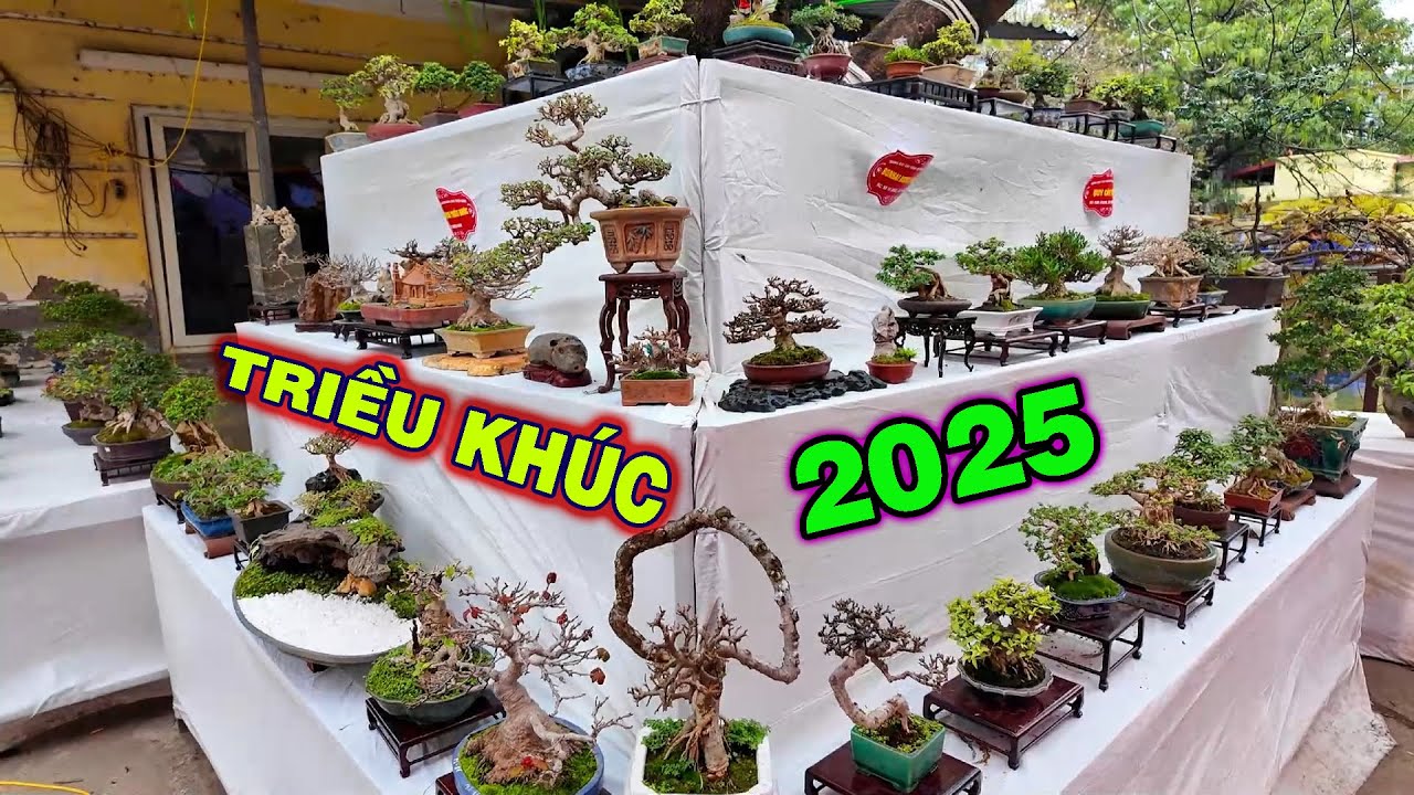 Trưng bày Bonsai Siêu mini tại triển lãm Triều Khúc 2025