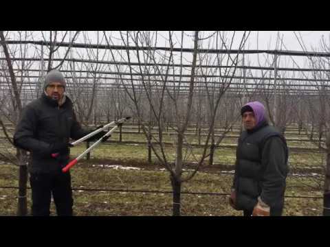 Videó: Hackberry Tree Care – Hogyan neveljünk hackberry fákat